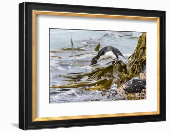 Rockhopper Penguin Climbing down the cliffs to jump into the sea. Falkland Islands-Martin Zwick-Framed Photographic Print