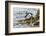 Rockhopper Penguin Climbing down the cliffs to jump into the sea. Falkland Islands-Martin Zwick-Framed Photographic Print