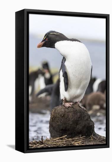 Rockhopper Penguin. Falkland Islands-Martin Zwick-Framed Premier Image Canvas