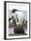 Rockhopper Penguin. Falkland Islands-Martin Zwick-Framed Photographic Print