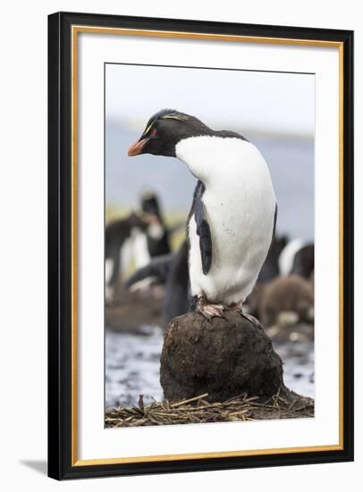 Rockhopper Penguin. Falkland Islands-Martin Zwick-Framed Photographic Print