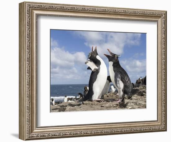 Rockhopper Penguin Greeting and bonding behavior. Falkland Islands-Martin Zwick-Framed Photographic Print