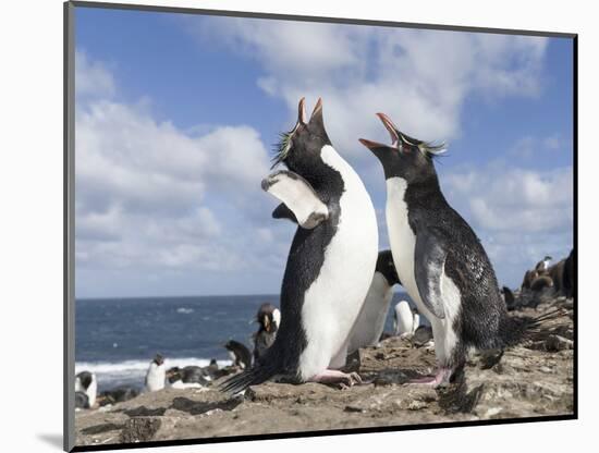 Rockhopper Penguin Greeting and bonding behavior. Falkland Islands-Martin Zwick-Mounted Photographic Print