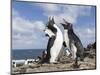 Rockhopper Penguin Greeting and bonding behavior. Falkland Islands-Martin Zwick-Mounted Photographic Print