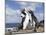 Rockhopper Penguin Greeting and bonding behavior. Falkland Islands-Martin Zwick-Mounted Photographic Print