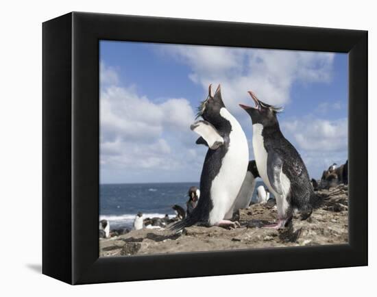 Rockhopper Penguin Greeting and bonding behavior. Falkland Islands-Martin Zwick-Framed Premier Image Canvas