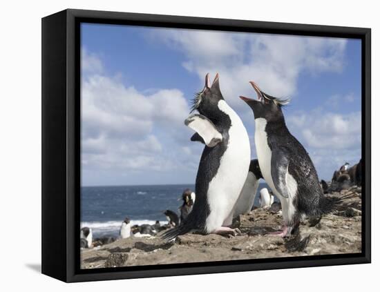 Rockhopper Penguin Greeting and bonding behavior. Falkland Islands-Martin Zwick-Framed Premier Image Canvas