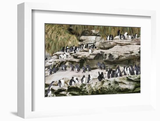 Rockhopper Penguin Hopping to the colony. Falkland Islands-Martin Zwick-Framed Photographic Print