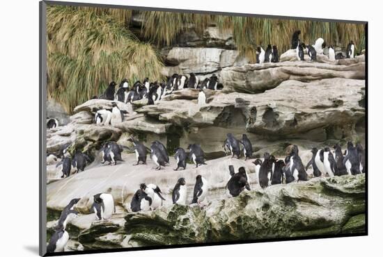 Rockhopper Penguin Hopping to the colony. Falkland Islands-Martin Zwick-Mounted Photographic Print