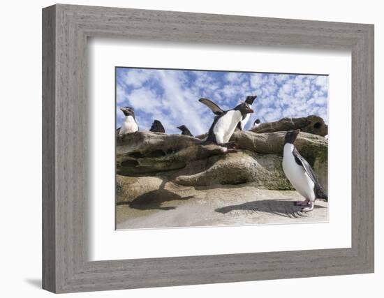 Rockhopper Penguin Hopping up and down the cliffs. Falkland Islands-Martin Zwick-Framed Photographic Print