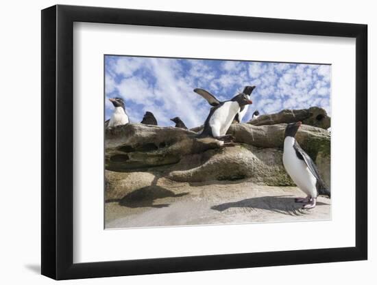 Rockhopper Penguin Hopping up and down the cliffs. Falkland Islands-Martin Zwick-Framed Photographic Print