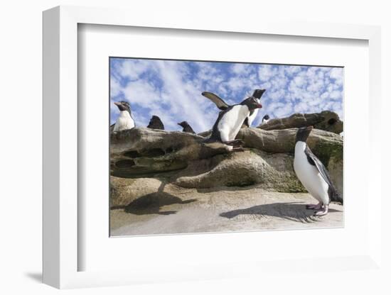 Rockhopper Penguin Hopping up and down the cliffs. Falkland Islands-Martin Zwick-Framed Photographic Print