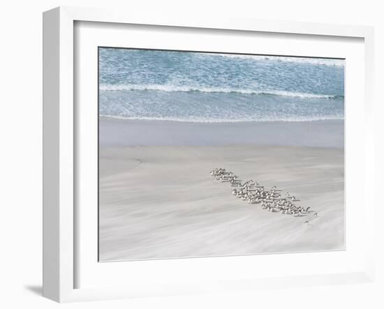 Rockhopper Penguin Landing as a Group, Crossing the Wet Beach-Martin Zwick-Framed Photographic Print