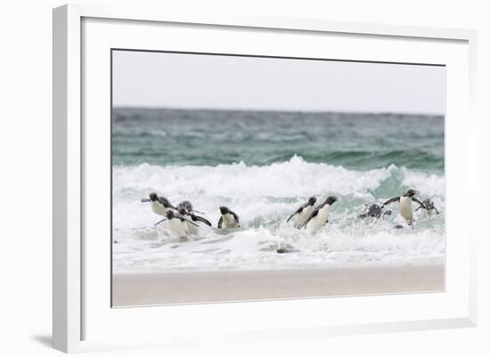 Rockhopper Penguin. Landing as a Group to Give Individuals Safety-Martin Zwick-Framed Photographic Print