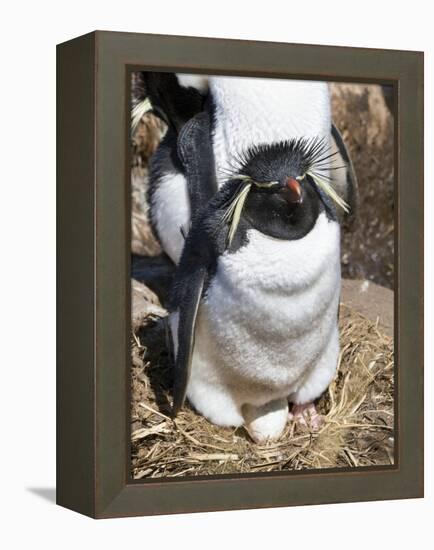 Rockhopper Penguin on nest, subspecies western rockhopper penguin. Falkland Islands.-Martin Zwick-Framed Premier Image Canvas