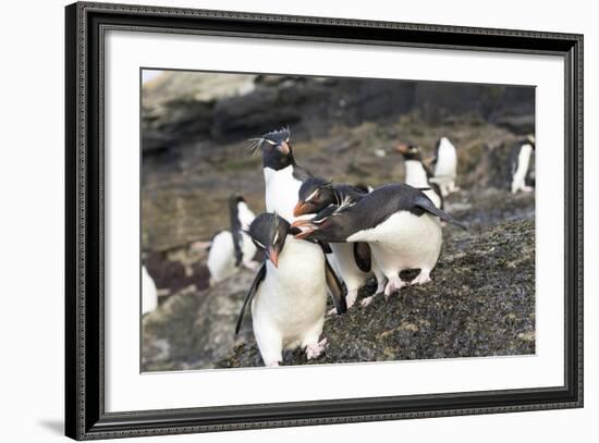 Rockhopper Penguin, Subspecies Southern Rockhopper Penguin-Martin Zwick-Framed Photographic Print