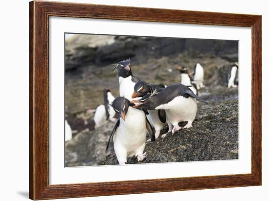 Rockhopper Penguin, Subspecies Southern Rockhopper Penguin-Martin Zwick-Framed Photographic Print