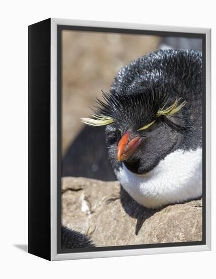 Rockhopper Penguin, subspecies western rockhopper penguin, Falkland Islands-Martin Zwick-Framed Premier Image Canvas