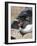 Rockhopper Penguin, subspecies western rockhopper penguin, Falkland Islands-Martin Zwick-Framed Photographic Print