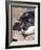 Rockhopper Penguin, subspecies western rockhopper penguin, Falkland Islands-Martin Zwick-Framed Photographic Print