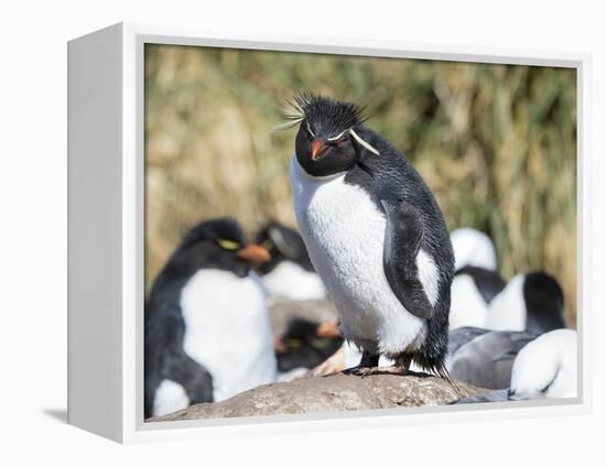 Rockhopper Penguin, subspecies western rockhopper penguin, Falkland Islands-Martin Zwick-Framed Premier Image Canvas