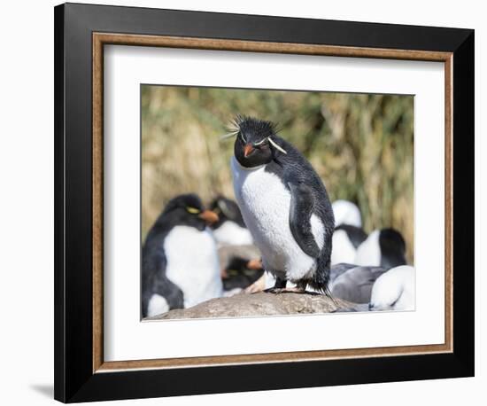 Rockhopper Penguin, subspecies western rockhopper penguin, Falkland Islands-Martin Zwick-Framed Photographic Print