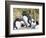 Rockhopper Penguin, subspecies western rockhopper penguin, Falkland Islands-Martin Zwick-Framed Photographic Print