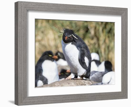 Rockhopper Penguin, subspecies western rockhopper penguin, Falkland Islands-Martin Zwick-Framed Photographic Print