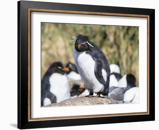 Rockhopper Penguin, subspecies western rockhopper penguin, Falkland Islands-Martin Zwick-Framed Photographic Print