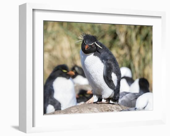 Rockhopper Penguin, subspecies western rockhopper penguin, Falkland Islands-Martin Zwick-Framed Photographic Print