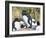 Rockhopper Penguin, subspecies western rockhopper penguin, Falkland Islands-Martin Zwick-Framed Photographic Print