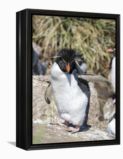 Rockhopper Penguin, subspecies western rockhopper penguin , Falkland Islands.-Martin Zwick-Framed Premier Image Canvas