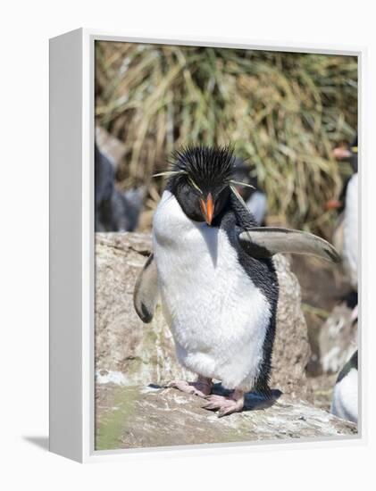 Rockhopper Penguin, subspecies western rockhopper penguin , Falkland Islands.-Martin Zwick-Framed Premier Image Canvas