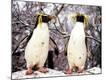 Premium Photographic Print