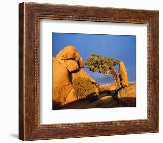 Rocking Tree-null-Framed Premium Giclee Print