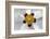 Rockrose, Marrakesh, Morocco-Art Wolfe-Framed Photographic Print