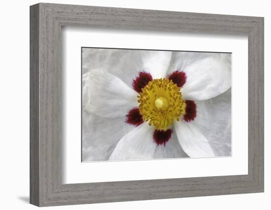 Rockrose, Marrakesh, Morocco-Art Wolfe-Framed Photographic Print