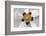 Rockrose, Marrakesh, Morocco-Art Wolfe-Framed Photographic Print