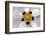 Rockrose, Marrakesh, Morocco-Art Wolfe-Framed Photographic Print