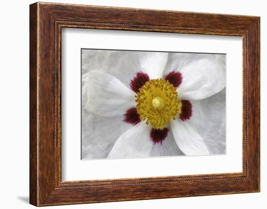 Rockrose, Marrakesh, Morocco-Art Wolfe-Framed Photographic Print