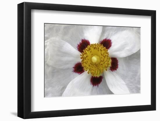 Rockrose, Marrakesh, Morocco-Art Wolfe-Framed Photographic Print