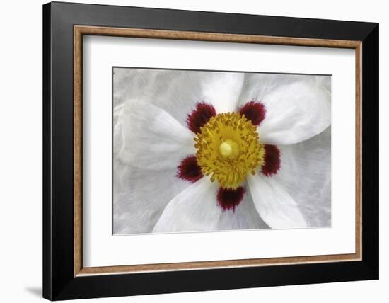 Rockrose, Marrakesh, Morocco-Art Wolfe-Framed Photographic Print