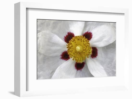 Rockrose, Marrakesh, Morocco-Art Wolfe-Framed Photographic Print