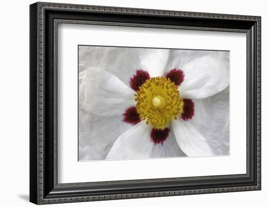 Rockrose, Marrakesh, Morocco-Art Wolfe-Framed Photographic Print