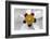 Rockrose, Marrakesh, Morocco-Art Wolfe-Framed Photographic Print