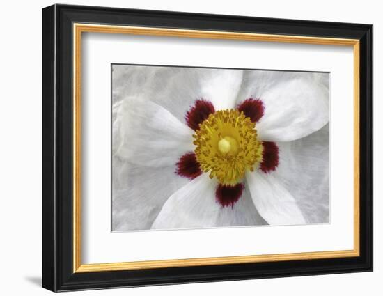 Rockrose, Marrakesh, Morocco-Art Wolfe-Framed Photographic Print