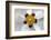 Rockrose, Marrakesh, Morocco-Art Wolfe-Framed Photographic Print