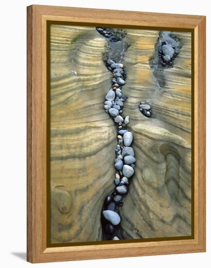 Rocks Caught in Sandstone Formations, Seal Rock Beach, Oregon, USA-Jaynes Gallery-Framed Premier Image Canvas