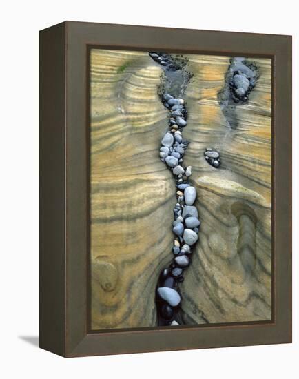 Rocks Caught in Sandstone Formations, Seal Rock Beach, Oregon, USA-Jaynes Gallery-Framed Premier Image Canvas