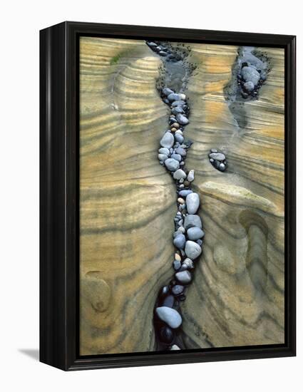 Rocks Caught in Sandstone Formations, Seal Rock Beach, Oregon, USA-Jaynes Gallery-Framed Premier Image Canvas